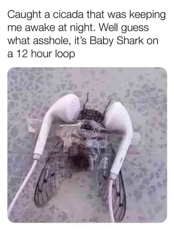 "Caught a cicada that was keeping me awake at night. Well guess what asshole, it’s Baby Shark on a 12 hour loop" Picture of a cicada taped to two headphones