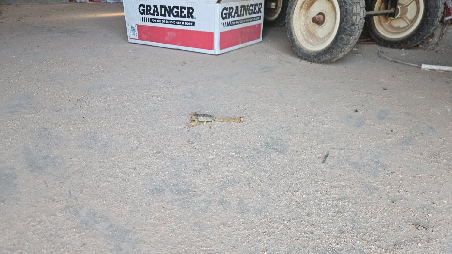 A scorpion in the middle of a dust covered, concrete floor. 